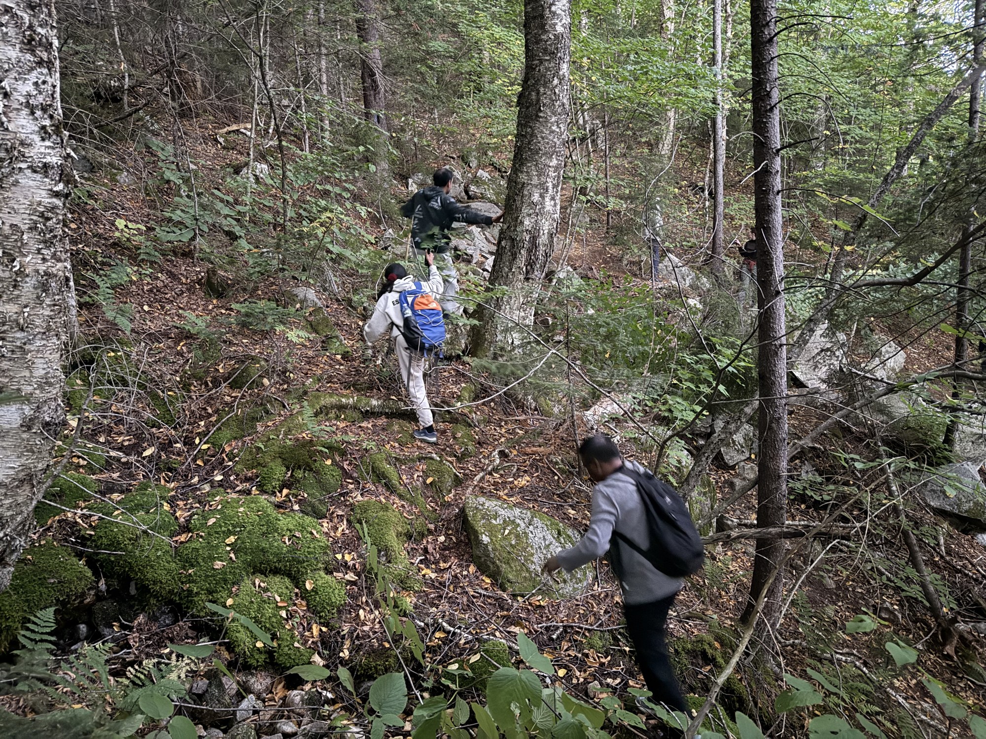 Back among the trees on the way down.
